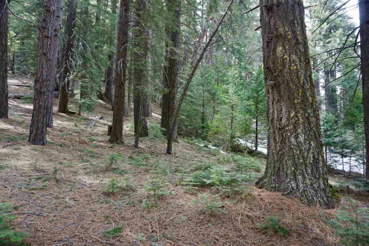 6 PINE TREE CT # 2, BLAIRSDEN, CA 96103, photo 1 of 20